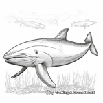 Realistic Humpback Whale Coloring Pages 4