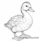 Realistic Mallard Duck Coloring Pages 1