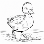 Realistic Mallard Duck Coloring Pages 2
