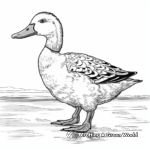 Realistic Mallard Duck Coloring Pages 3
