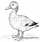 Realistic Mallard Duck Coloring Pages 4