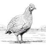 Realistic Turkey Farm Animal Coloring Pages 2