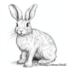 Realistic Wild Hare Coloring Pages 4