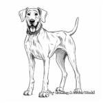 Show Dog Great Dane Coloring Sheets 1