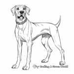 Show Dog Great Dane Coloring Sheets 3