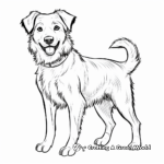 Simple Border Collie Coloring Pages for Children 2