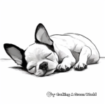 Sleeping Boston Terrier Puppy Coloring Pages 3