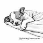 Sleeping Boston Terrier Puppy Coloring Pages 4