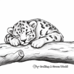 Sleeping Clouded Leopard: Calm and Peaceful Scenes 2