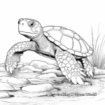 Snapshots of Painted Turtle Coloring Pages 3