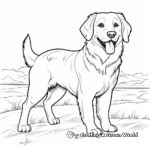 Sophisticated Adult Golden Retrievers Coloring Pages 1