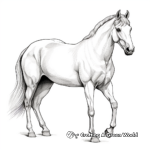 Stunning Arabian Horse Coloring Pages 4
