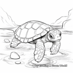Terrapin Turtle Coloring Pages: Freshwater Turtles 1