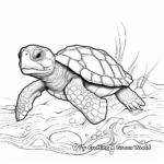 Terrapin Turtle Coloring Pages: Freshwater Turtles 2