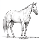 The Grace of the American Quarter Horse: Coloring Pages 4