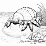 Tropical Beach Hermit Crab Coloring Pages 3
