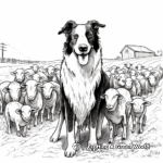 Working Border Collie Herding Sheep Coloring Pages 3