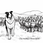 Working Border Collie Herding Sheep Coloring Pages 4