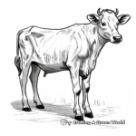 Zebu Cow Coloring Pages Reflecting Bovine Beauty 3