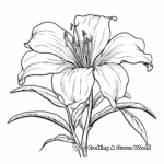 Attractive Asiatic Lily Coloring Pages 2