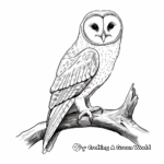 Beautiful Barn Owl Coloring Sheets 3