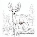 Canadian Wildlife Coloring Pages 1