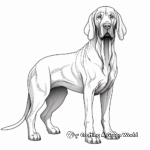 Classic Bloodhound Poses Coloring Pages 1