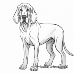 Classic Bloodhound Poses Coloring Pages 4