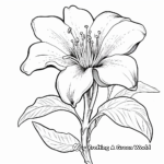 Delicate Wood Lily Coloring Pages 4