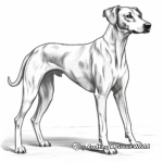 Dynamic Standing Greyhound Pose Coloring Pages 2