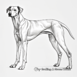 Dynamic Standing Greyhound Pose Coloring Pages 4