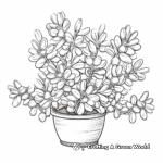 Exotic Jade Plant Coloring Pages 4