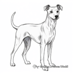 Italian Greyhound Breed Coloring Experience 2