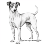 Italian Greyhound Breed Coloring Experience 3