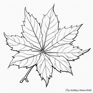 Maple Leaf Coloring Pages 1