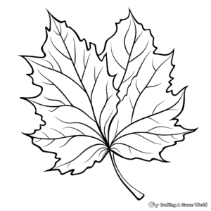 Maple Leaf Coloring Pages 4