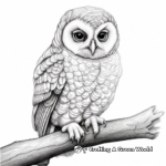 Northern Spotted Owl Coloring Pages 2