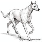 Sleek Racing Greyhound Coloring Pages 1