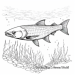 Southern Sennet Barracuda Coloring Pages 1