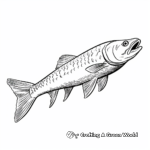 Southern Sennet Barracuda Coloring Pages 3