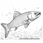 Southern Sennet Barracuda Coloring Pages 4