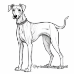Spanish Galgo Greyhound Breed Coloring Pages 1