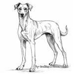 Spanish Galgo Greyhound Breed Coloring Pages 4