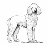 Standard Poodle Coloring Sheets for Adults 2