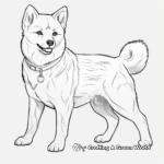 Versatile Breeds of Shiba Inu Coloring Pages 3