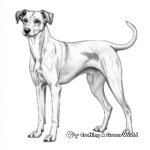 Whippet Greyhound Species Coloring Pages 1