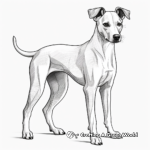 Whippet Greyhound Species Coloring Pages 2