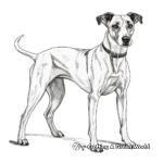 Whippet Greyhound Species Coloring Pages 3