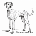 Whippet Greyhound Species Coloring Pages 4