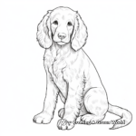 Youthful American Cocker Spaniel Coloring Sheets 2